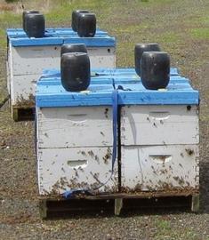  Feeding bees syrup within black jugs on top of colony; photo by Dewey M. Caron
